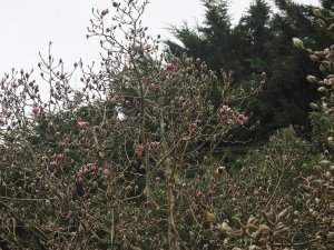 magnolia outside the Back Yard