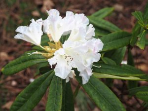 Rhododendron nobleanum (White Form)