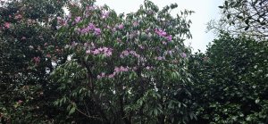 Rhododendron stenaulum