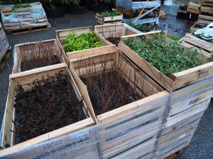 Boxes of liner sized plants
