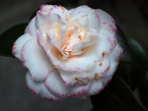 Camellia ‘Pink Clouds’
