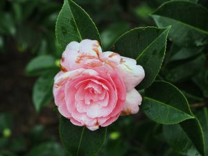 Camellia x williamsii ‘E.G. Waterhouse’