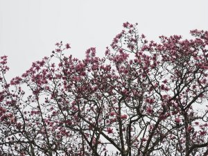 magnolia campbellii