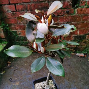 Magnolia guangdongensis
