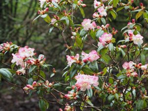 Rhododendron ‘Bo Peep’ (Pink)