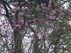 Magnolia campbellii ‘Lamellyn’