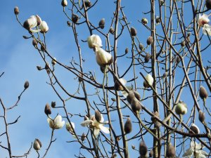Magnolia campbellii ‘Valentine’s Torch’