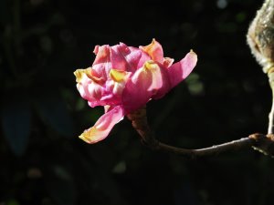 Magnolia ‘Lanarth’