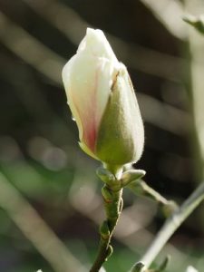 Magnolia ‘Scented Gem’