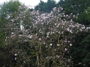 magnolias outside the Back Yard