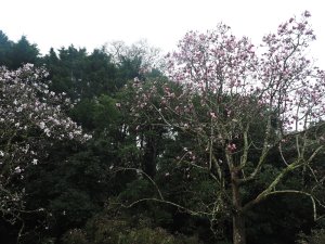 magnolias outside the Back Yard