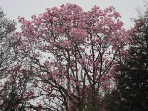 Magnolia campbellii above Crinodendron Hedge