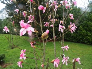 Magnolia sprengeri ‘Dusty Pink’