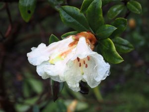 Rhododendron ‘Maisie’