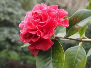 Camellia reticulata ‘Miss Tulare