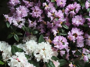 Rhododendron ‘Praecox’ and Rhododendron ‘Christmas Cheer’