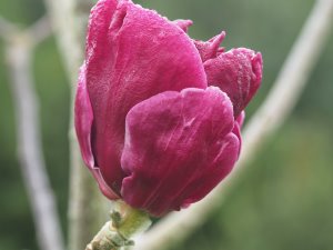 Magnolia ‘Brombeer’