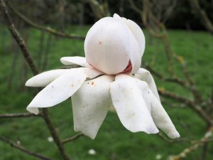 Magnolia campbellii (ACUG 5330)