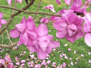 Magnolia campbellii ‘Werrington’