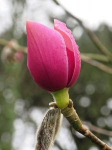 Magnolia dawsoniana ‘Chindit'