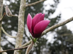 Magnolia ‘Pickard’s Ruby’ x ‘J.C. Williams’