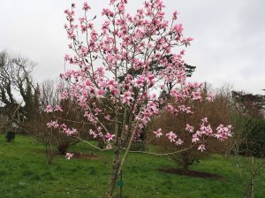 Magnolia ‘Pink Sensation’