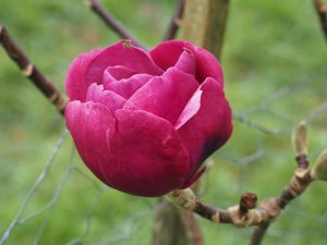 Magnolia ‘Vulcan’ x ‘Black Tulip’