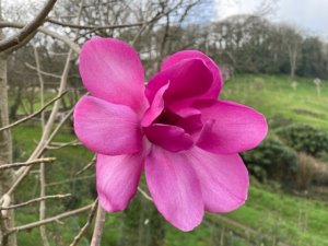 Magnolia ‘Coronation'