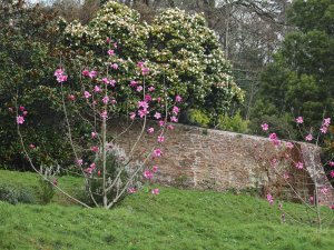 amellia japonica ‘Magnoliaeflora’ over the top wall and two young Magnolia ‘Caerhays Splendour’