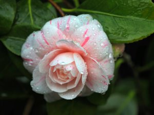 Camellia japonica ‘Optima’