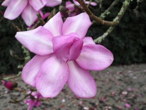 Magnolia ‘Delia Williams’ blown open