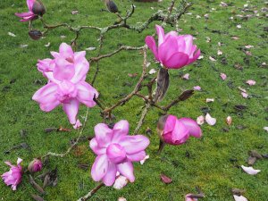 Magnolia ‘Delia Williams’ where the flowers are more sheltered
