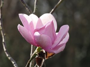 Magnolia sprengeri ‘Marwood Spring’