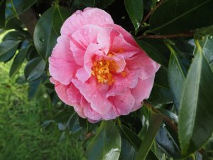 Camellia japonica ‘Strawberry Parfait’