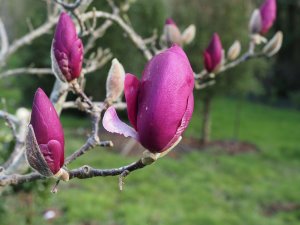 Magnolia ‘Aphrodite’ (M. ‘Black Tulip’ x M. soulangeana ‘Deep Purple Dream’)