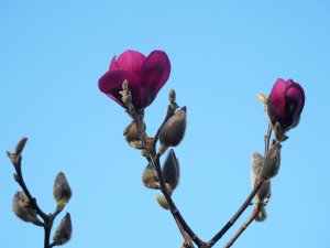 Magnolia ‘Black Tulip’ x M. ‘J.C. Williams’
