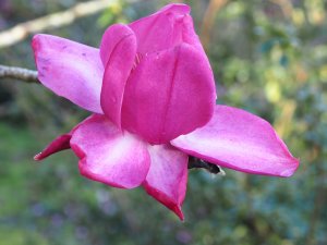 Magnolia campbellii ‘Darjeeling’