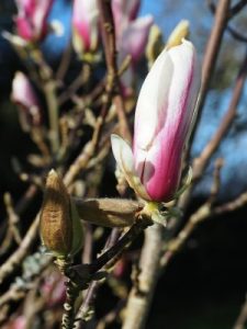 Magnolia ‘Crystal Tulip’