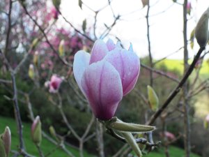Magnolia ‘Felicity’ x M. denudata
