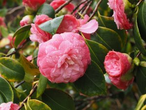 Camellia japonica ‘Wilamina’