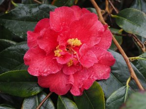 Camellia reticulata ‘Royalty’