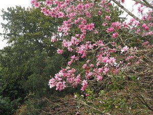 Magnolia campbellii ‘Charles Raffill’