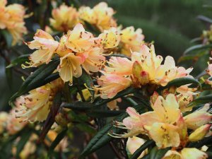Rhododendron ‘Crossbill’