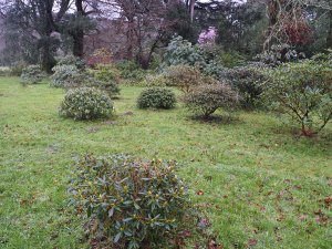 Rhododendron plantings