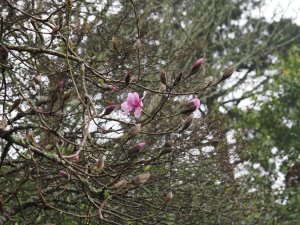 Magnolia dawsoniana