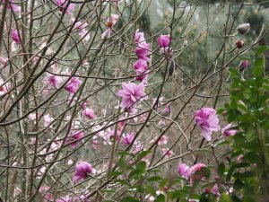 Magnolia x veitchii seedling