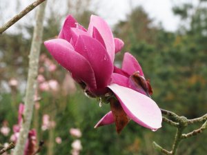 Magnolia ‘Pickard’s Ruby’ x M. ‘J.C. Williams’