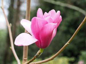 Magnolia sprengeri ‘Westonbirt’