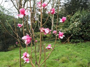 Magnolia sprengeri ‘Westonbirt’