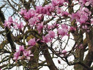 unnamed seedling Magnolia